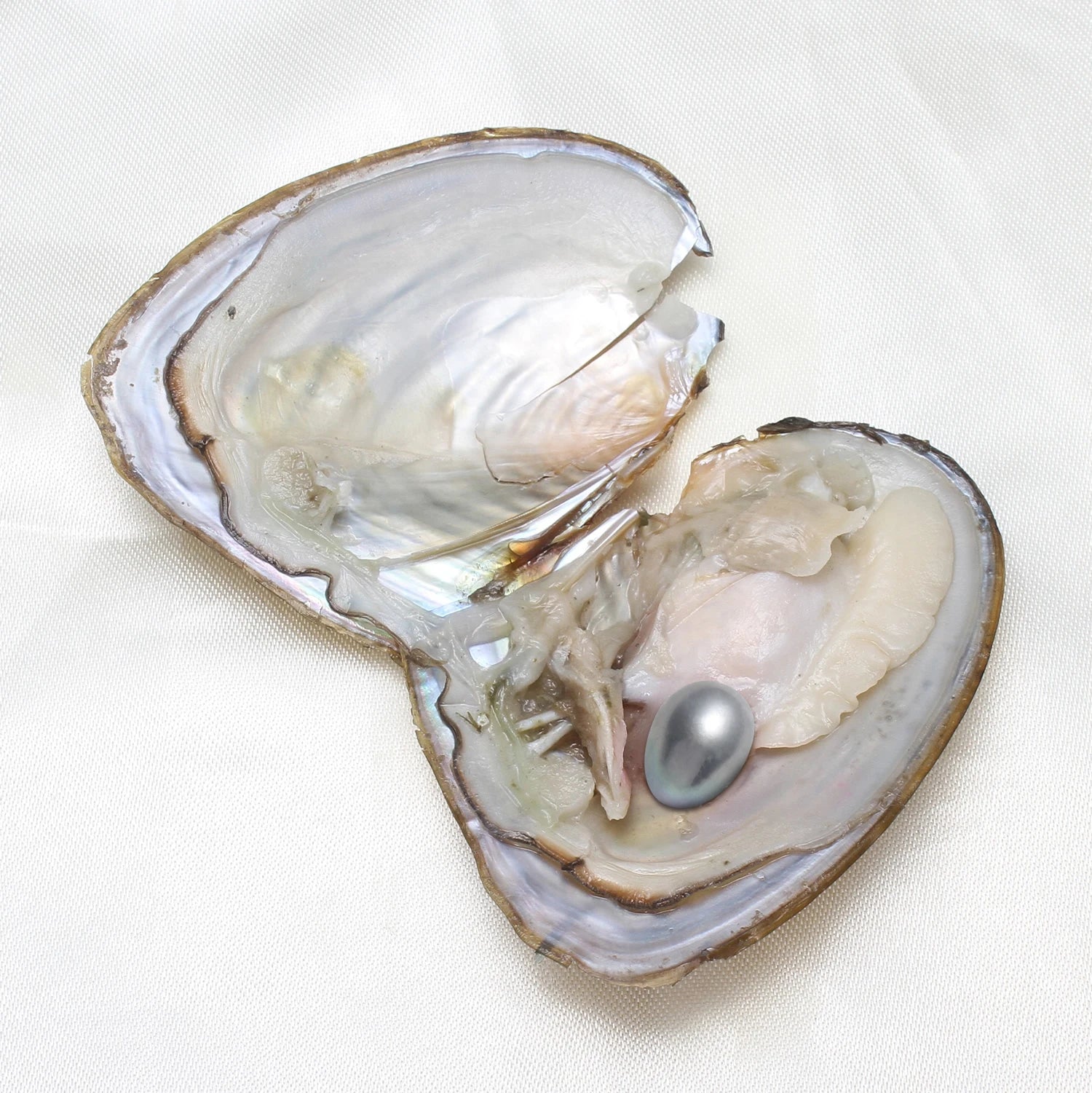 50PCs/Lot Vacuum Pack Oyster Wish Pearl Kit Oyster Beautiful DIY Accessories Gift about 7-8mm Freshwater Pearl Highquality Pearl